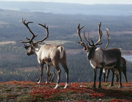 Deers - VisitFinland